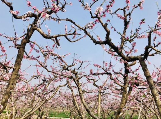 临猗:花开春意浓 果园宾客盈
