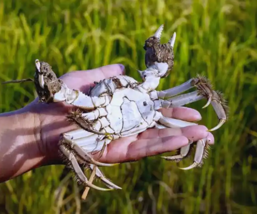 稻蟹共生 绘就生态富民新画卷