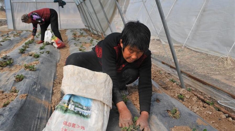 平顺合作经营助农增收