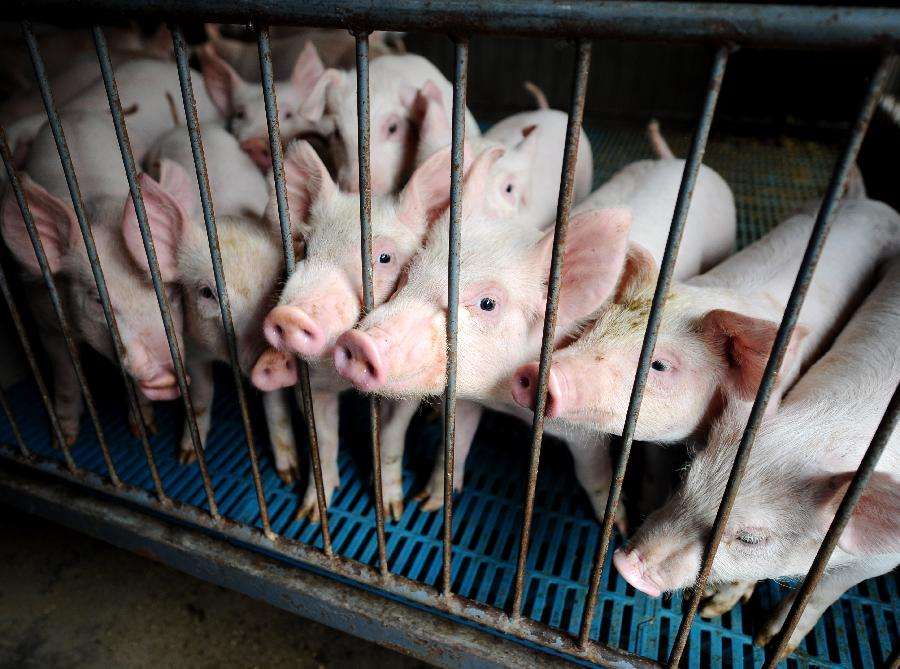 朔州加快恢复生猪生产