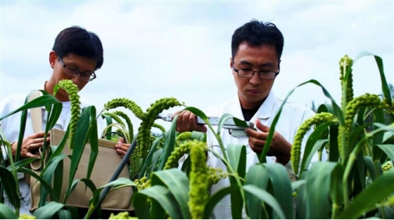 晋中寿阳县助推有机旱作农业科技创新