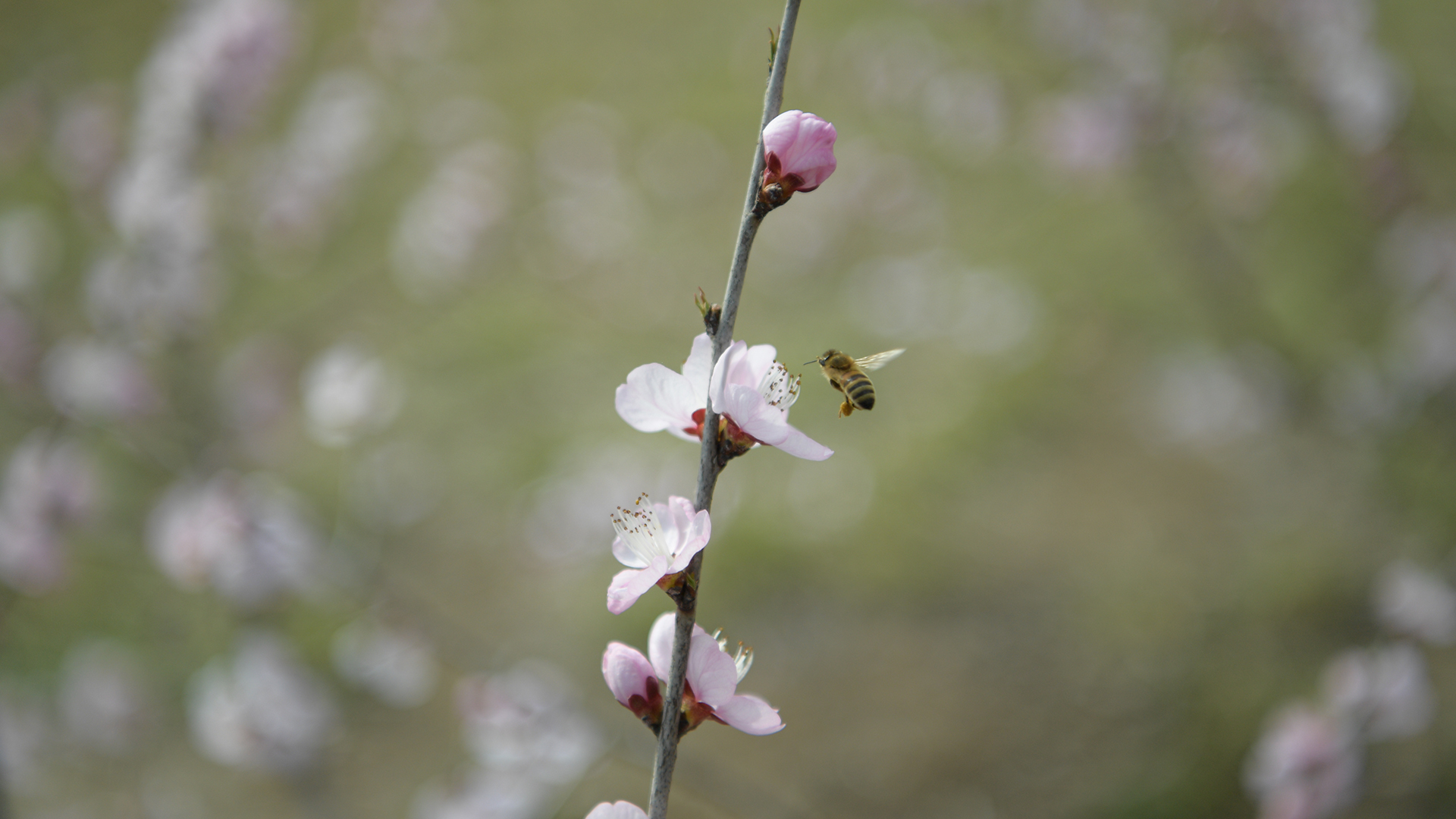 山桃花开惹人醉