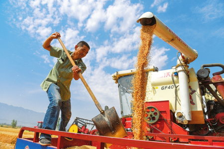 亩产834.78公斤 永济再创水地小麦高产纪录