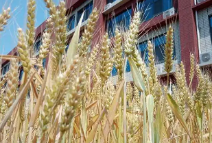 太原小店区实验小学开展收小麦劳动教育