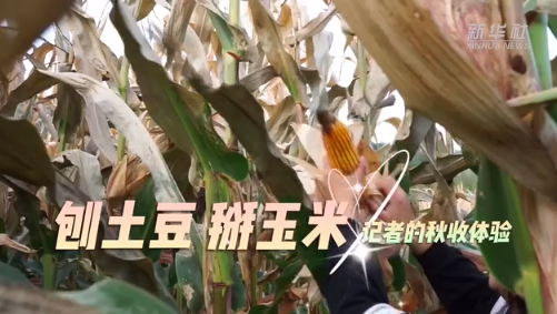 新华全媒+｜刨土豆 掰玉米 记者的秋收体验