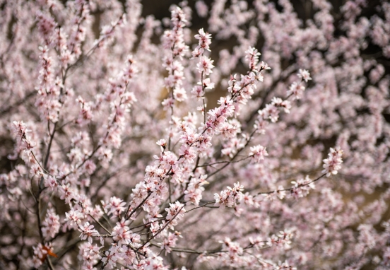 山西左权：春已至 花正开